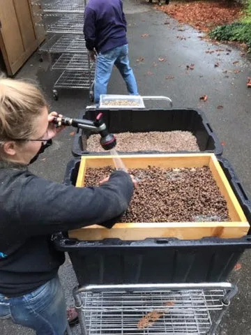 Picture of the mason bee cleaning process