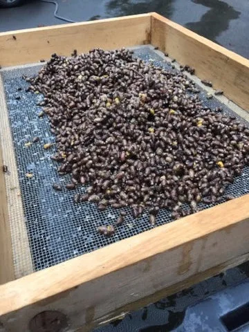 Picture of the mason bee cleaning process