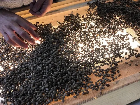 Picture of the mason bee cleaning process