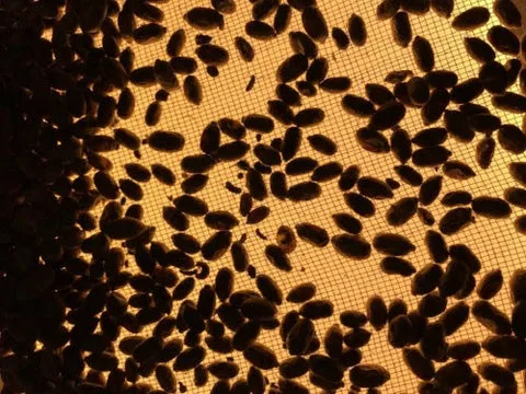 Picture of the mason bee cleaning process