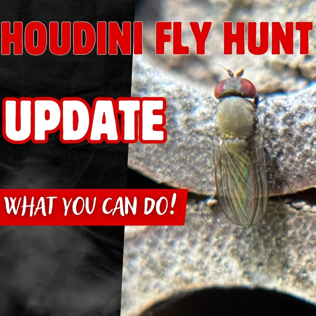 Update Houdini Fly 1080 X 1080