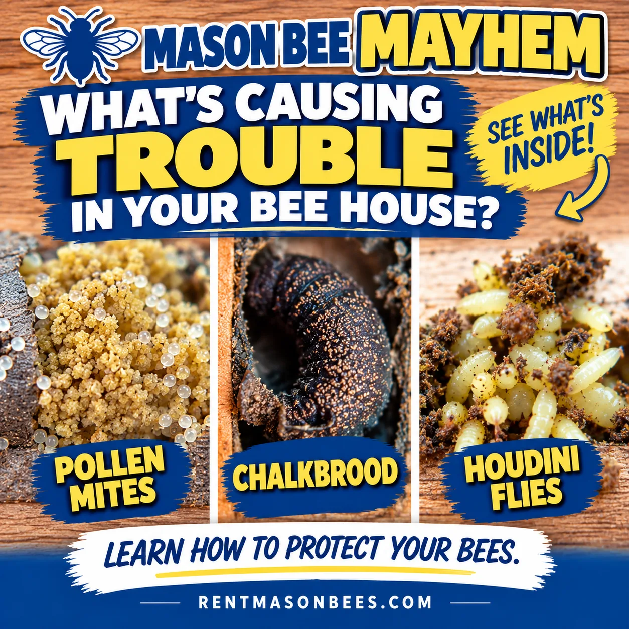 3 Mason Bee Predators Every Host Should Know Pollen Mites Chalkbrood Houdini Flies