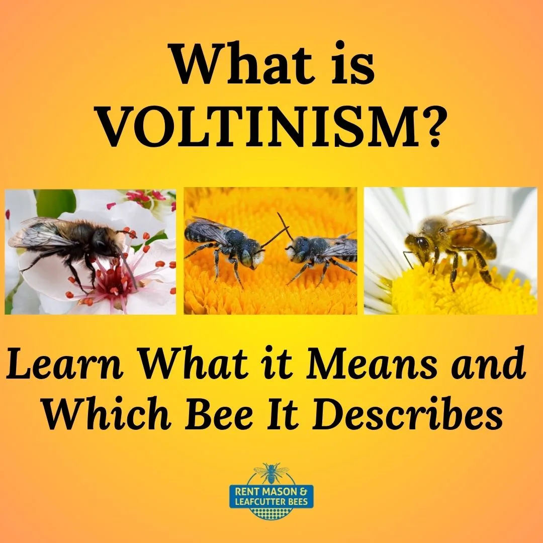 What Is Voltinism 1