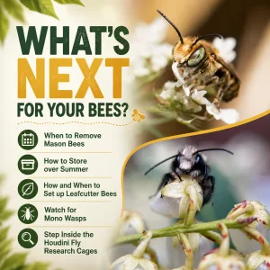 Whats Next for Your Bees End of May