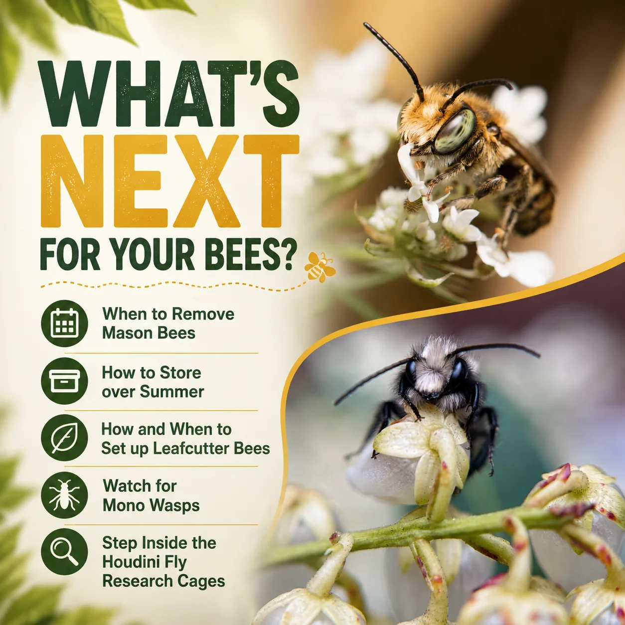Whats Next for Your Bees End of May