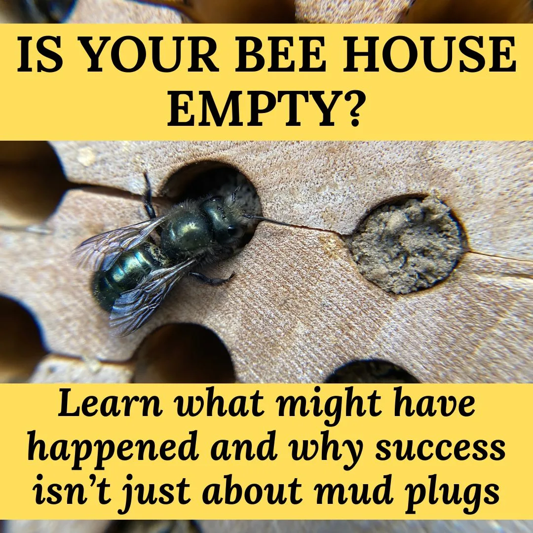 Why Not Bees in Bee House 2