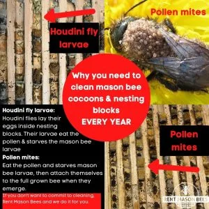 Why You Need to Clean