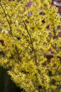 Yellow witch hazel flowers with thin petals along woody stems