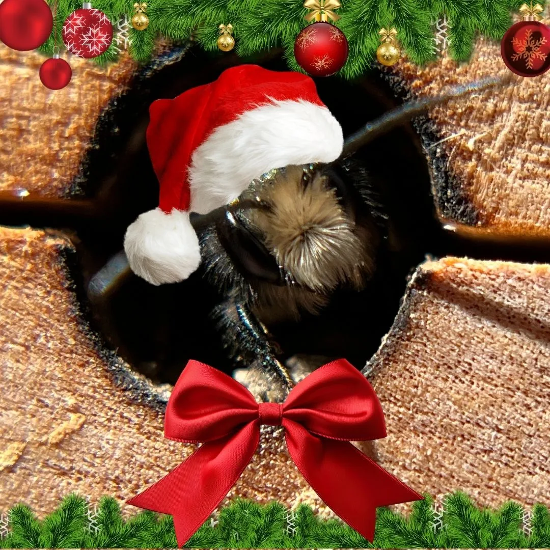 A mason bee in a nesting hole, wearing a Santa hat, with a red bow underneath