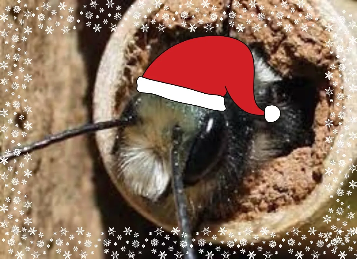 Xmas Bee