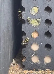 Yellow Band Sapygid