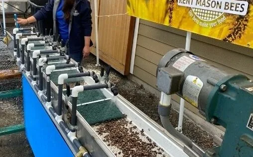Cocoons rinsing on the cleaning line in Bothell, under the Rent Mason Bees banner