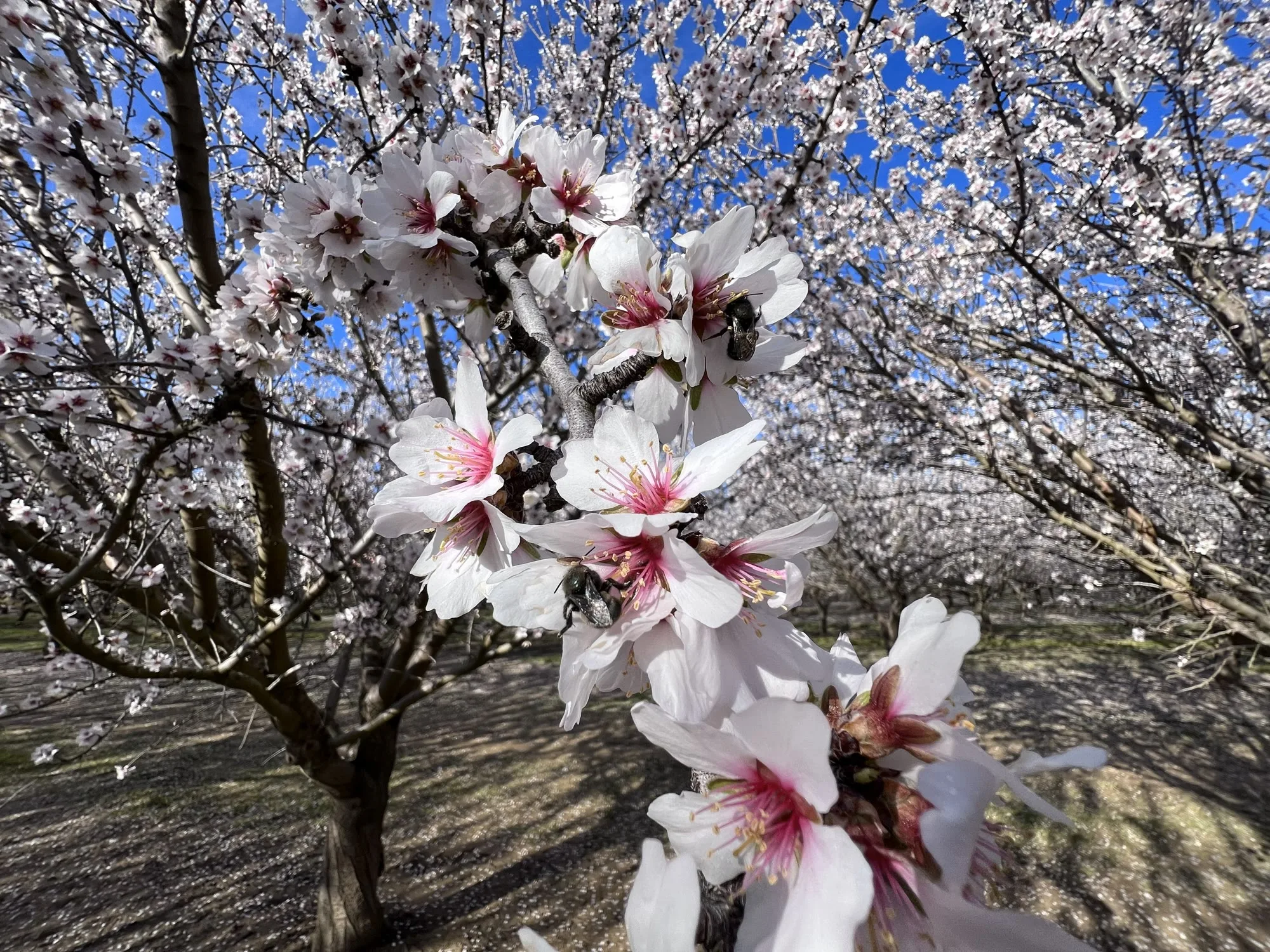 Mason bees on almond blossoms in an orchard