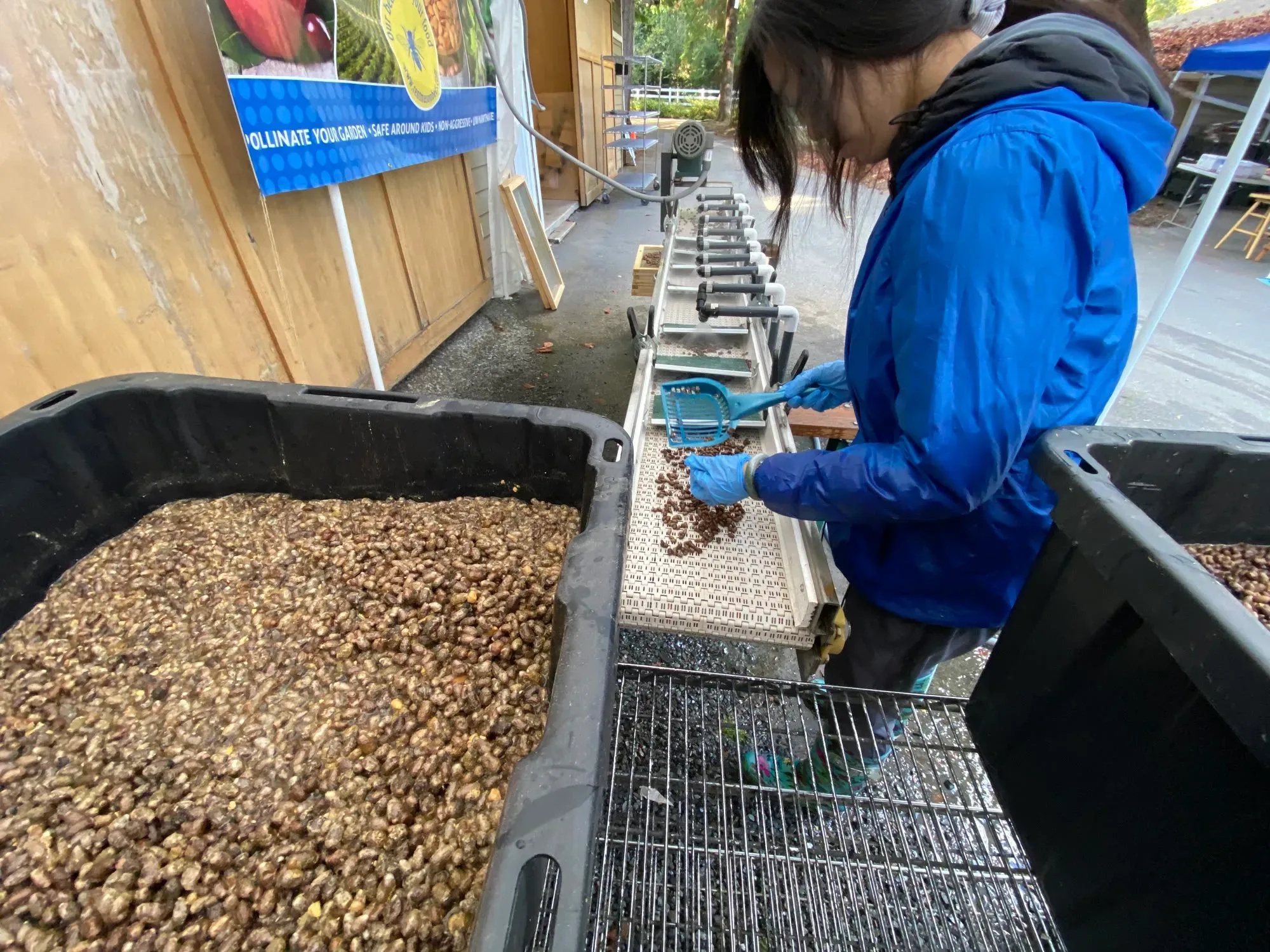Nina cleaning mason bee cocoons at the bee bath