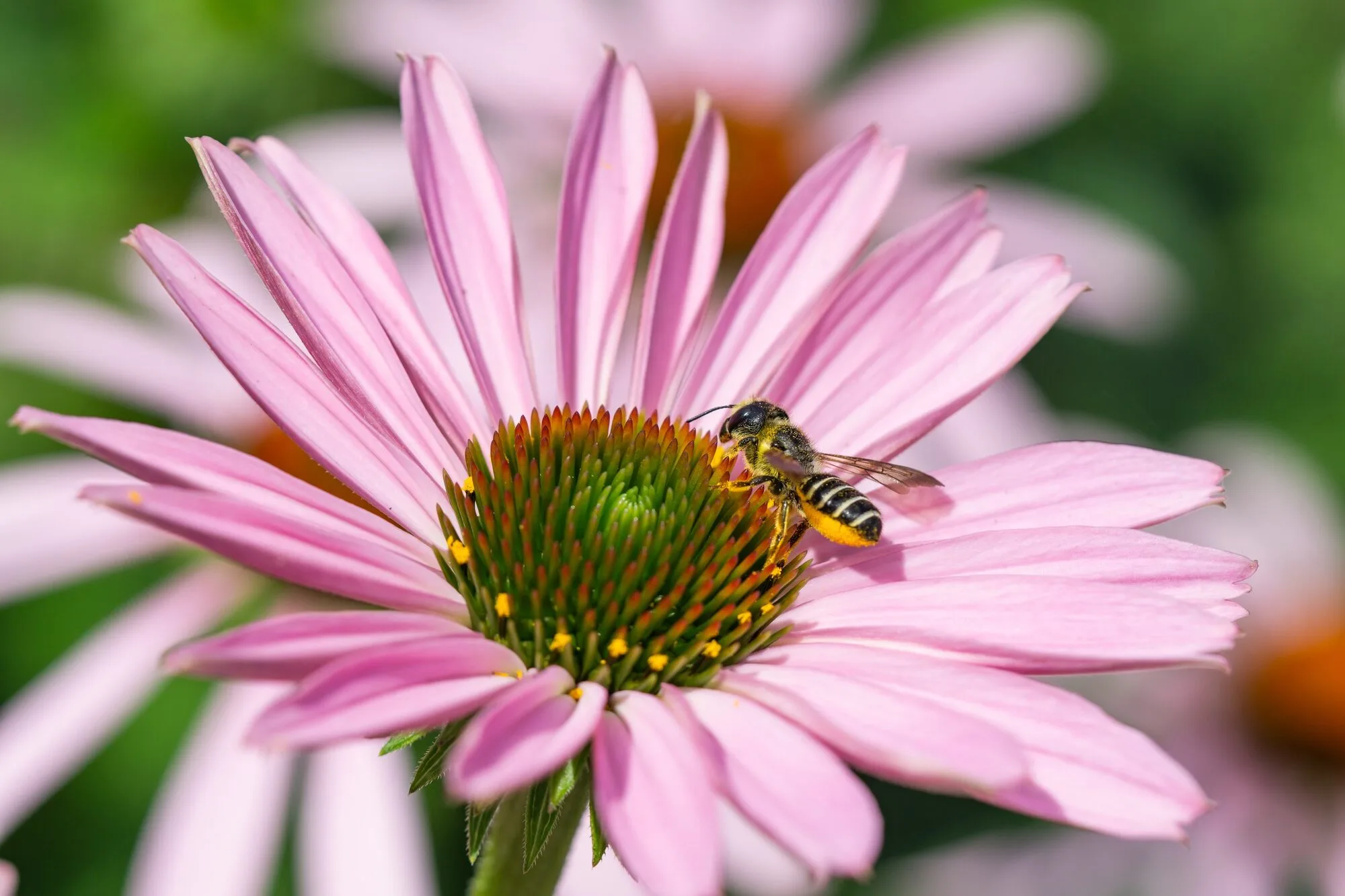 A leafcutter bee with a striped abdomen foraging on a pink coneflower