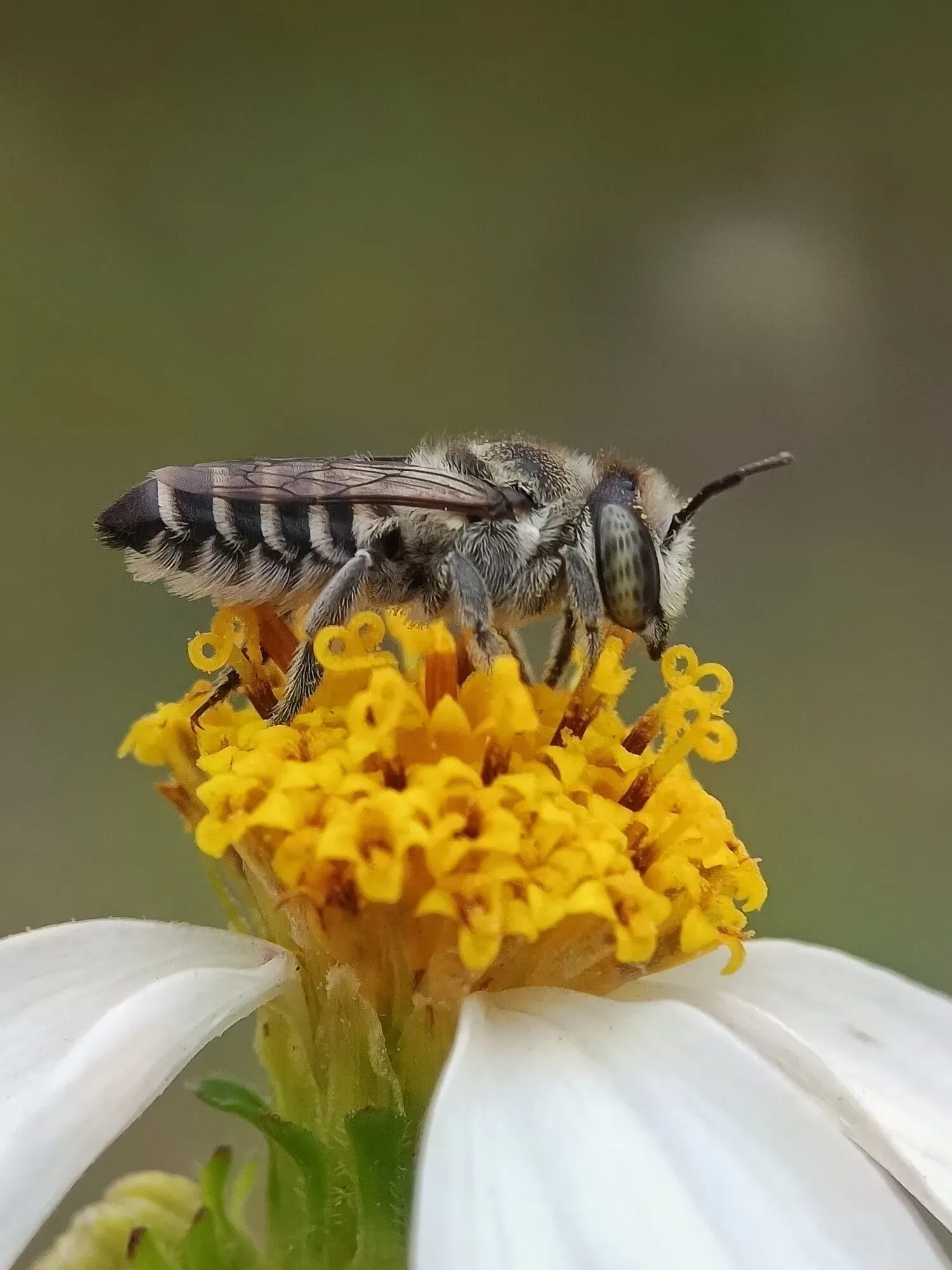 A leafcutter bee with a striped abdomen foraging on a yellow-centered flower