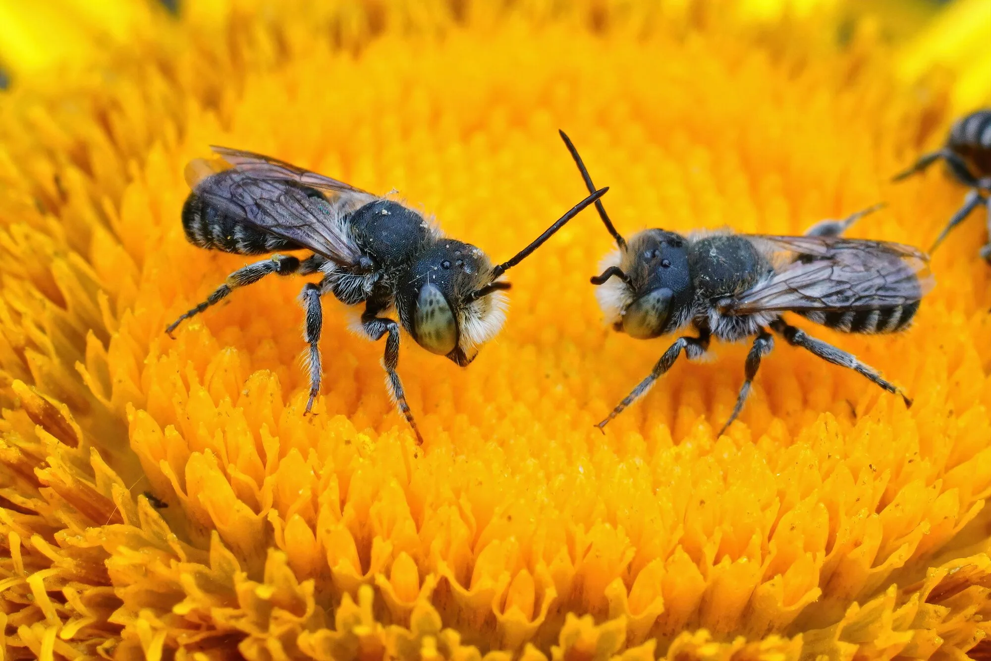 Two leafcutter bees face to face on the yellow disc of a sunflower