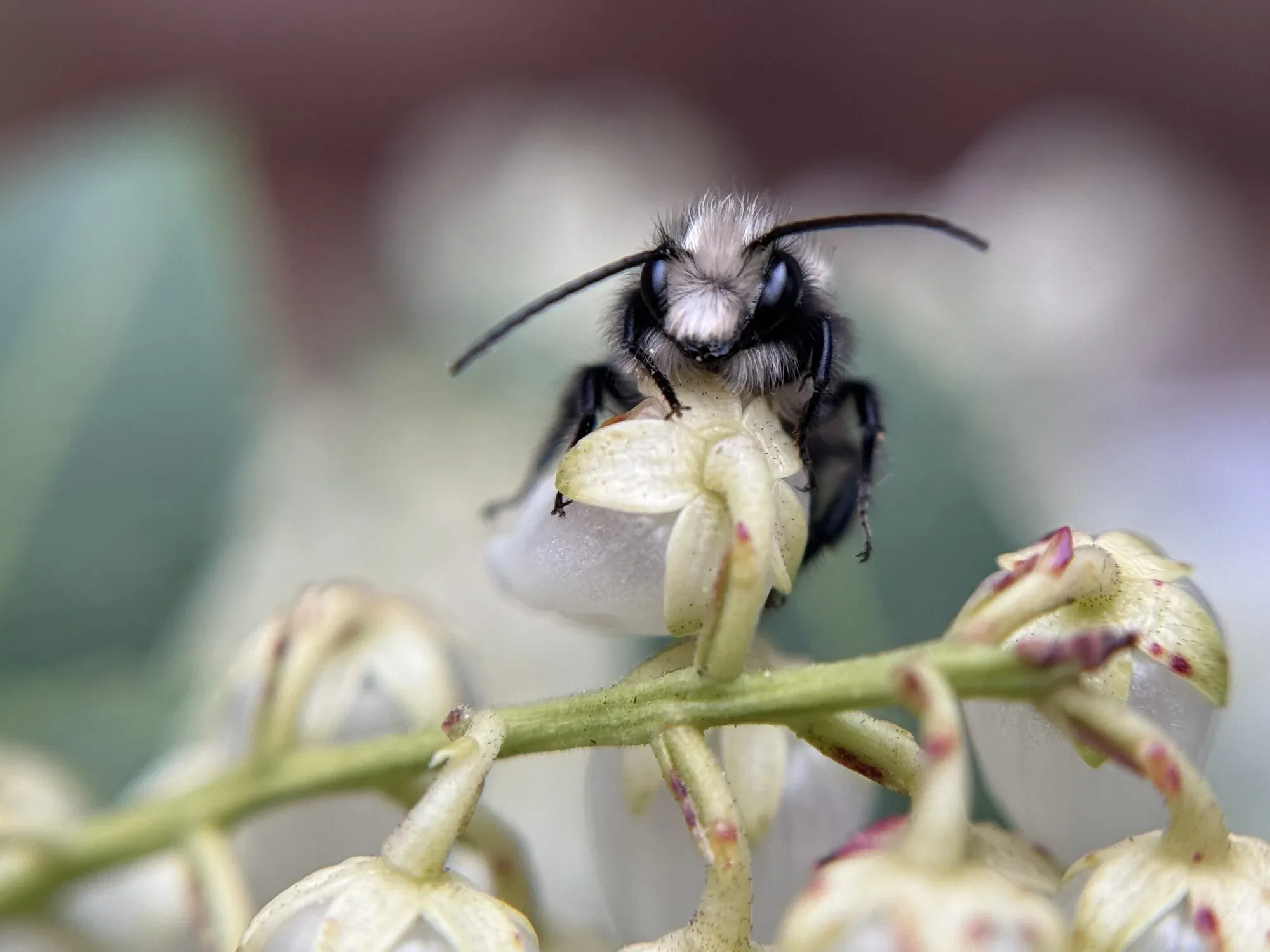A male mason bee with a white face foraging on small white spring blossoms