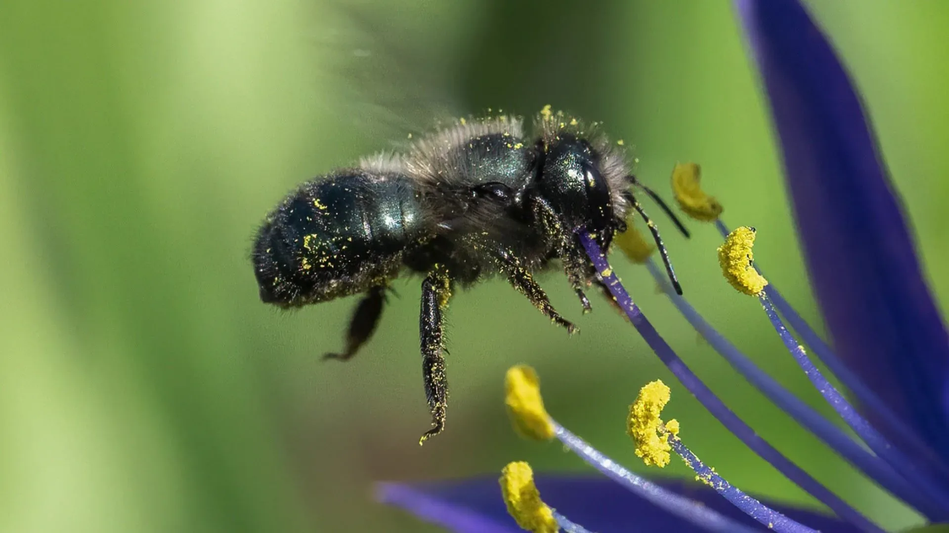 A mason bee dusted with yellow pollen on a purple bloom