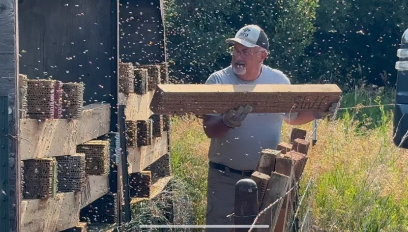 Nesting boards in a field, with solitary bees in flight