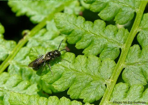 SMALL CARPENTER BEE, CERATINA SPECIES