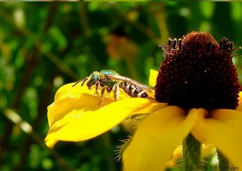 GREEN METALLIC BEE, AGAPOSTEMON VIRESCENS