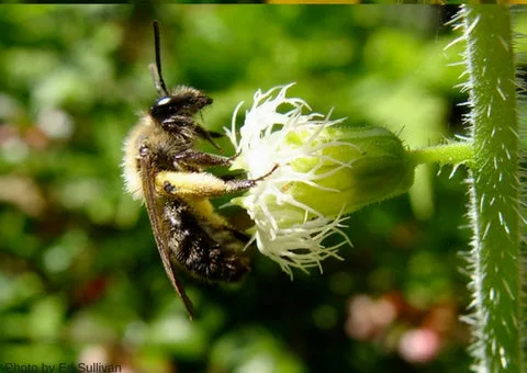 MINER BEE, ANDRENA SPECIES