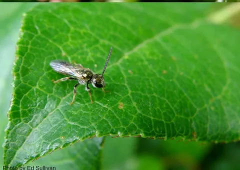 SWEAT BEE, LASIOGLOSSUM SPECIES