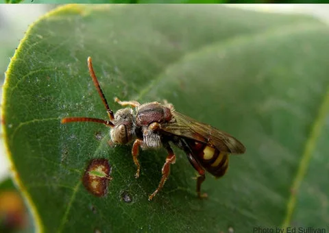 CUCKOO BEE, NOMADA SPECIES