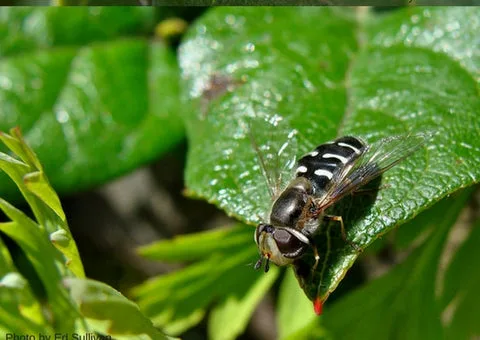 SYRPHID FLY, SCAEVA PYRASTRI