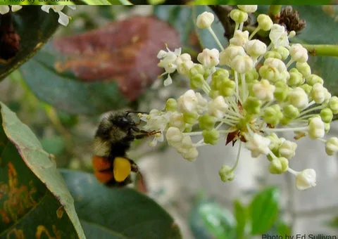 BLACK-TAILED BUMBLE BEE, BOMBUS MELANOPYGUS