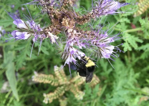 YELLOW-FACED BUMBLE BEE, BOMBUS VOSNESENSKII