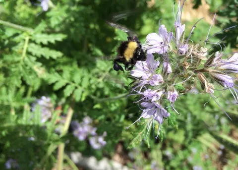 CALIFORNIA BUMBLE BEE, BOMBUS CALIFORNICUS
