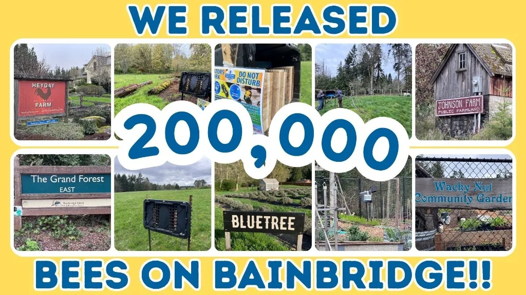 We released 200,000 bees on Bainbridge