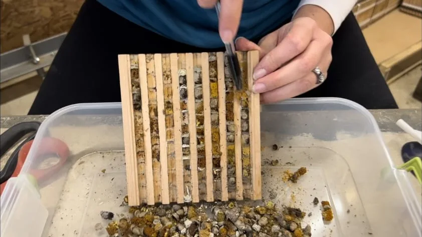 Hands opening a wood nesting block and lifting cocoons with tweezers