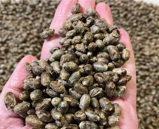 Harvested mason bee cocoons in a hand