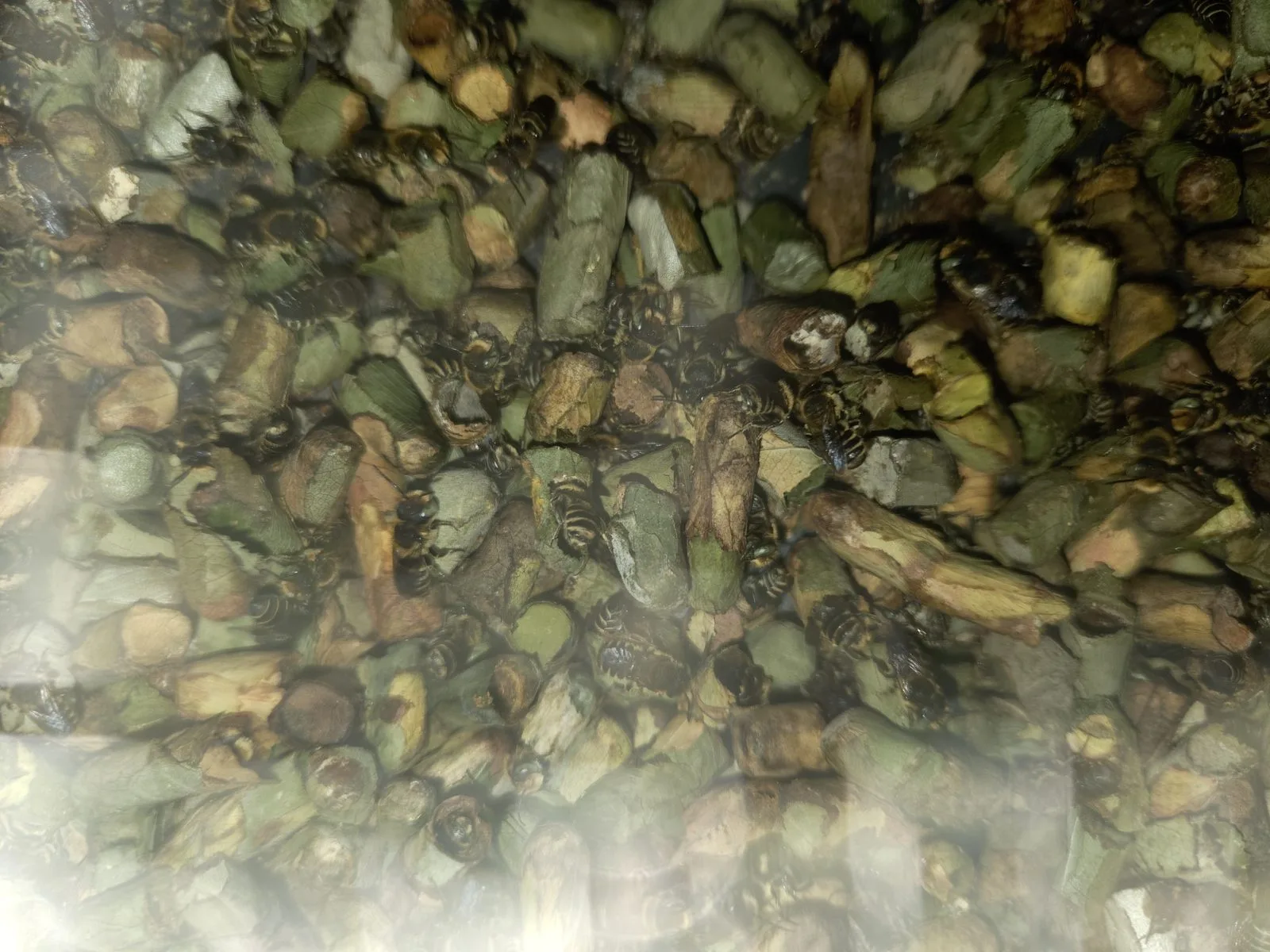 Leafcutter bee cocoons in leaf sleeping bags