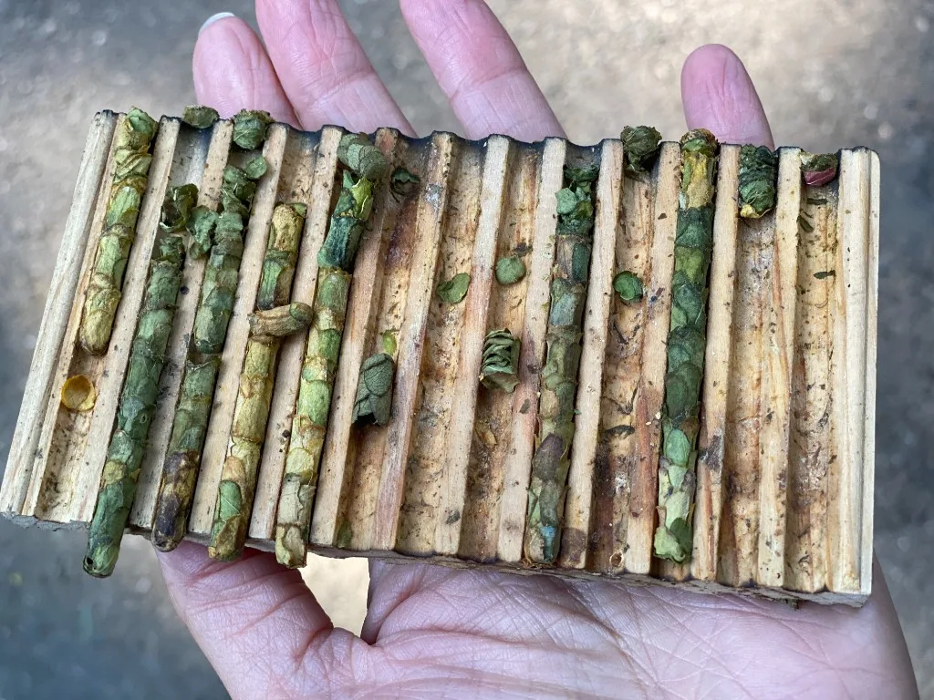 Filled leafcutter nesting block with leaf cells in the grooves