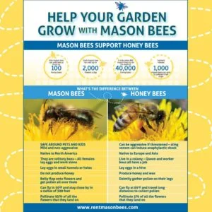 Mason bee and honey bee comparison