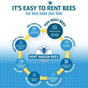 How your mason bees make food
