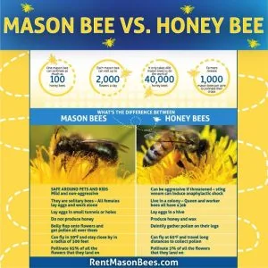Mason Bee and Honey Bee Comparison