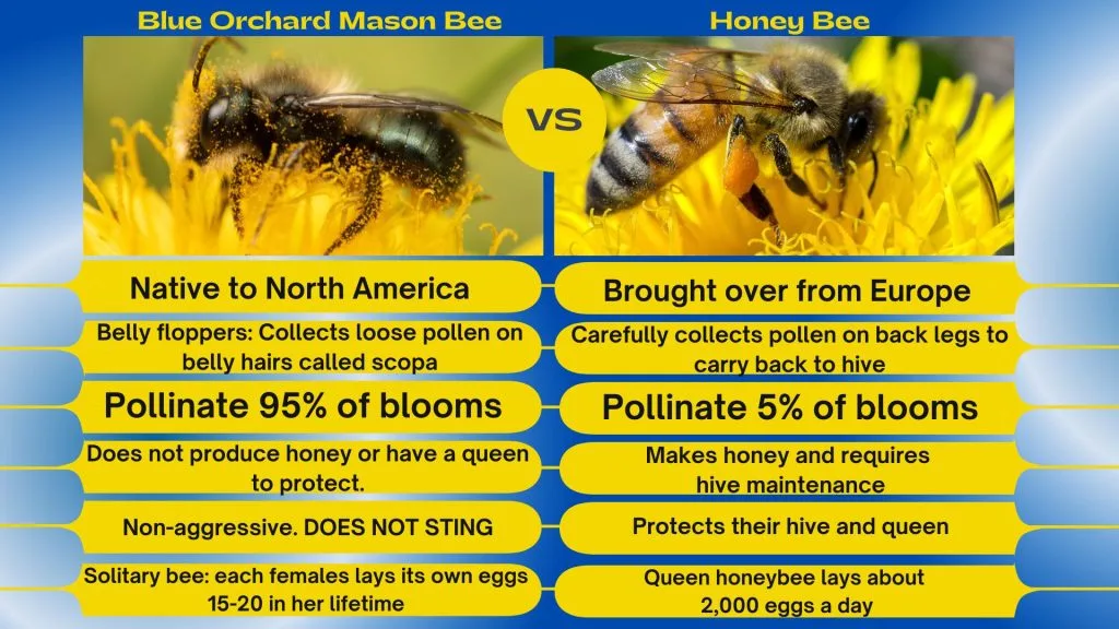 Mason Vs Honeybee