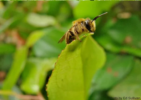 MINER BEE , ANDRENA SPECIES
