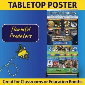 Mason Bee Predators & Year-Round Care Guide Banner