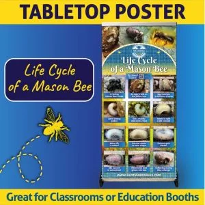 Mason Bee Life Cycle Retractable Tabletop Banner