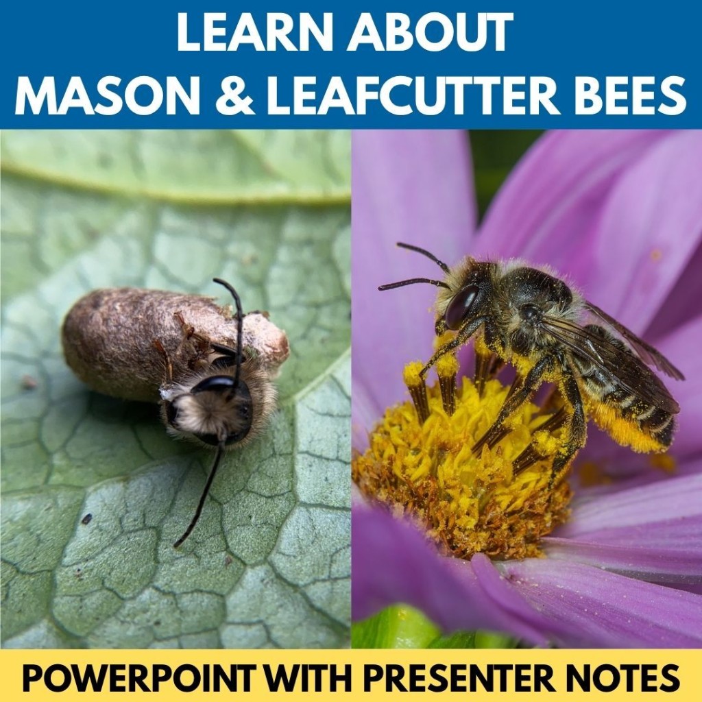 Learn about mason and leafcutter bees. PowerPoint with presenter notes.
