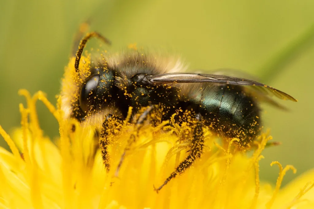 A mason bee covered in yellow pollen on a flower