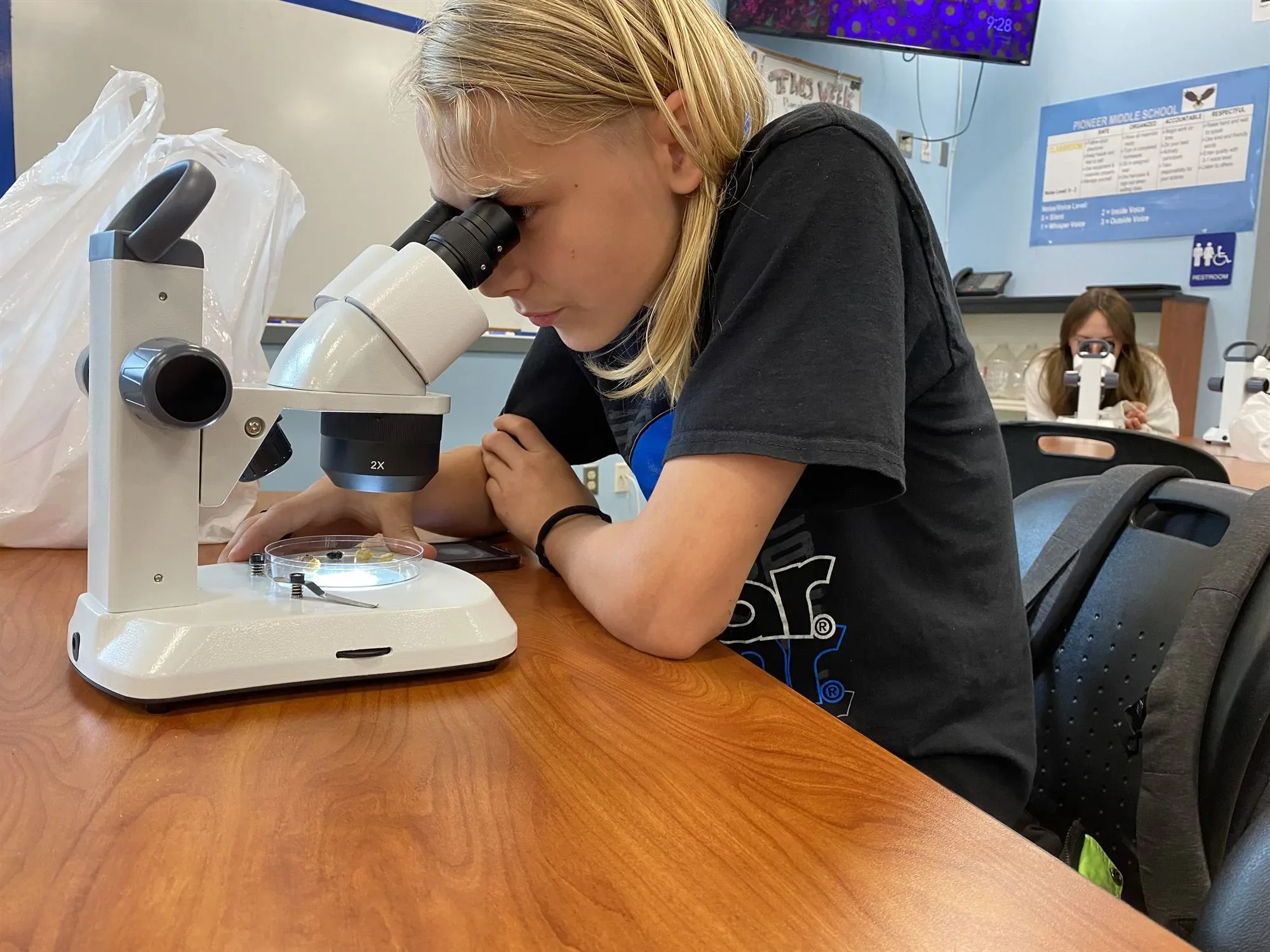 A student looking at cocoons through a microscope