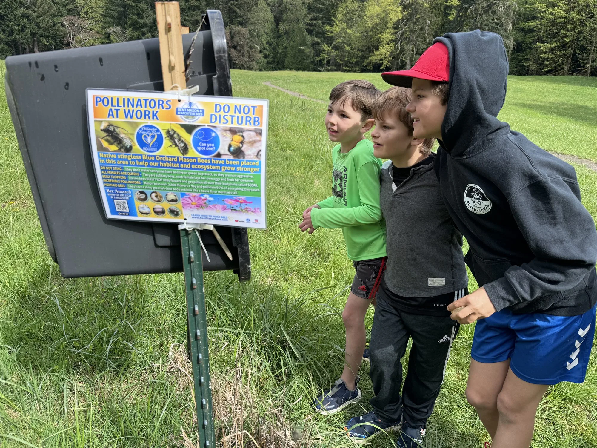 Children looking at a mason bee sign in a meadow
