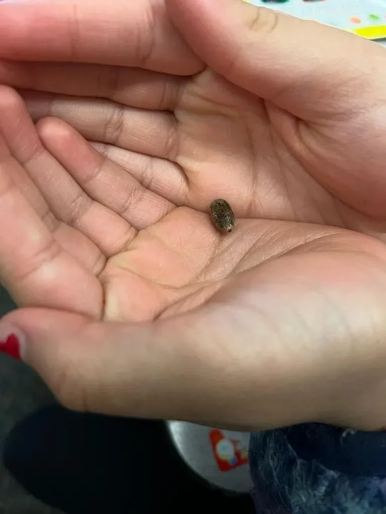 A mason bee cocoon resting in open hands